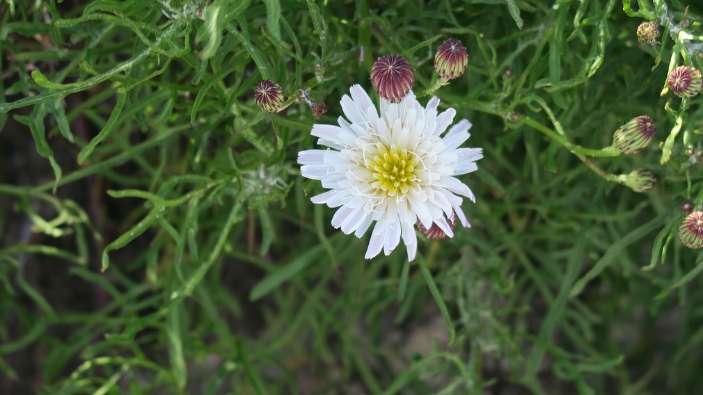 cliff desert dandelion